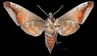 Acosmeryx naga hissarica revers de la femelle