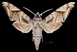 Acosmeryx naga hissarica avers du mâle