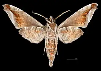 Acosmeryx naga hissarica revers du mâle