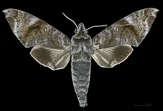 Face dorsale du mâle MHNT