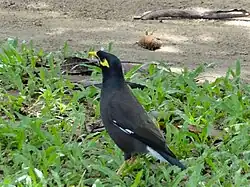 Gracula ptilogenys