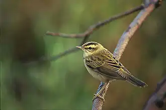 Le Phragmite des joncs est présent dans la vallée de la Chiers.