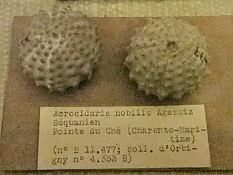 Acrocidaris nobilis (Pseudodiadematidae).
