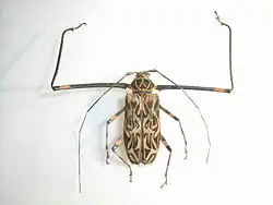Male
