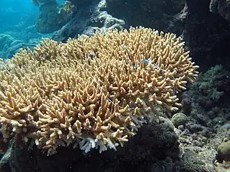 Description de l'image Acropora donei, Masig.jpg.