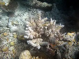 Acropora echinata