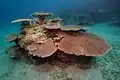 Corail tabulaire en profondeur (Acropora hyacinthus).