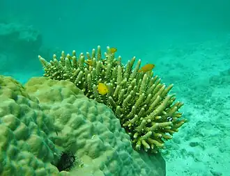 Description de l'image Acropora samoensis, Mer.JPG.