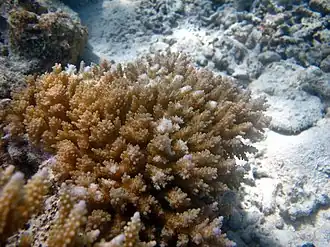Acropora selago