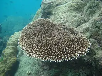 Description de l'image Acropora subulata, Masig.JPG.
