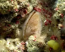 Acrosterigma discus