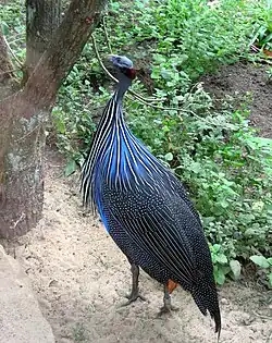 Pintade vulturine.