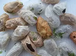 Cocons