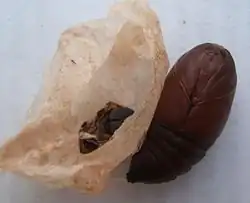 Chrysalide