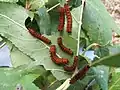 Chenille au 2d&nbsp;stade larvaire