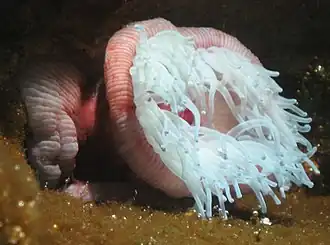 Actinia equina.