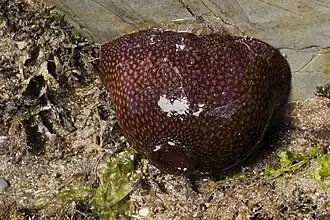 Lorsque ses tentacules sont rétractés, la fraise de mer adopte la forme d'une petite boule qui évoque le fruit.