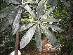 Actinodaphne malaccensis