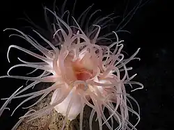 Actinostola sp., une Actinostolidae.