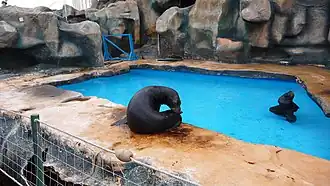 Otaries.