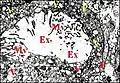Fig.15 - Leptyphantes sancti-vincentii, glande segmentaire rétrognathocoxale : adénocyte. Ex, cavité extracellulaire ;  Mv, microvillosités ;  P, plasmalemmes accolés ;  V, vésicules dans l'hyaloplasme