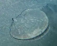 Adamussium sp.