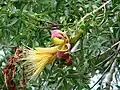 Fleur d'Adansonia rubrostipa.