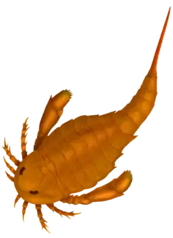 Adelophthalmus irinae (Adelophthalmidae)