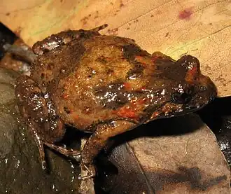 Description de l'image Adelotus brevis female.jpg.