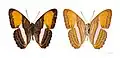 Adelpha cytherea- MHNT