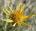 Adenophyllum cooperi
