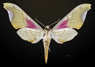 △ revers de la femelle - MHNT
