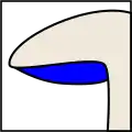 adnéadhésion perpendiculaire