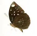 Lexias albopunctata.