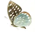 Lexias albopunctata.