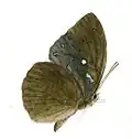 Lexias cyanipardus.