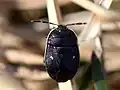 Adomerus biguttatus, Lettonie, espèce type du genre.