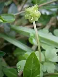 Fleur latérale à 5 pétales