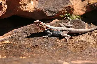 Description de l'image Adult Male Barrier Range Dragon.jpg.