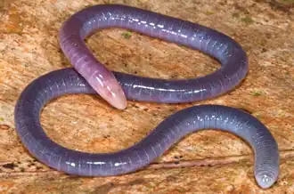 Microcaecilia dermatophaga (Siphonopidae)