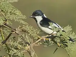 Adulte aperçu dans le district de Kutch
