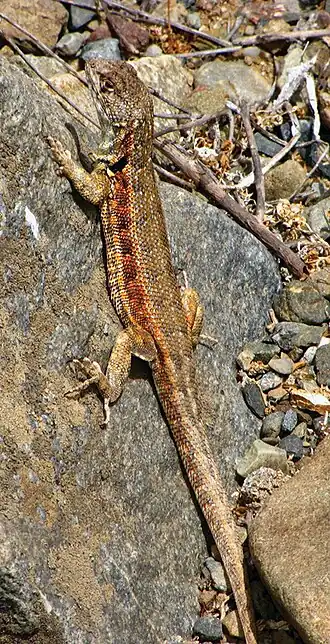 Description de l'image Adult male Liolaemus atacamensis - ZooKeys-294-037-g007-B.jpeg.
