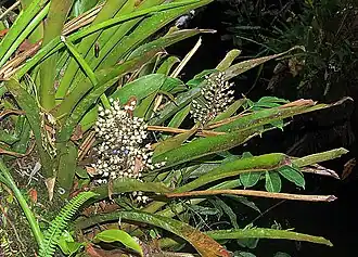 Description de l'image Aechmea angustifolia (18883966923).jpg.
