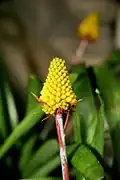 Inflorescence.
