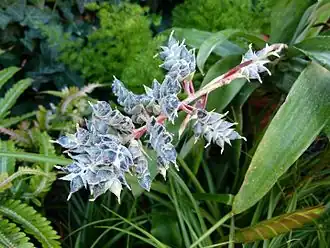 Description de l'image Aechmea coolestris.JPG.