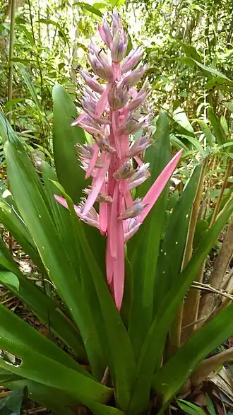 Description de l'image Aechmea marauensis.jpeg.