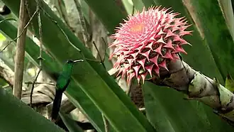 Description de l'image Aechmea multiflora.jpeg.