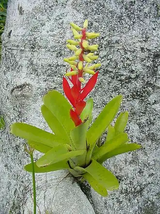 Description de l'image Aechmea_nudicaulis.jpg.