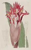 Illustration de 1817.