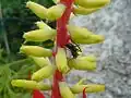 Inflorescence.
